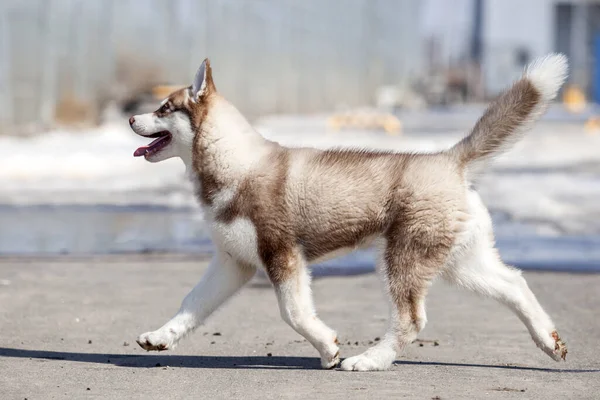 Siberian Husky Utomhus Porträtt — Stockfoto