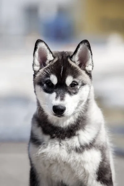 Szibériai Husky Kültéri Portré — Stock Fotó