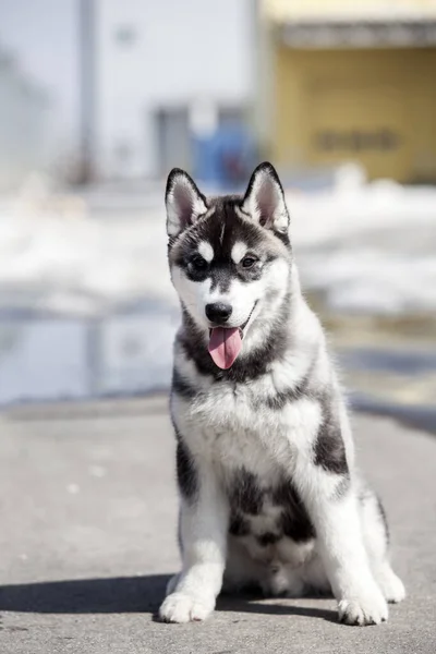 Siberische Husky Outdoor Portret — Stockfoto