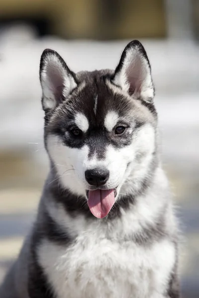 Siberische Husky Outdoor Portret — Stockfoto