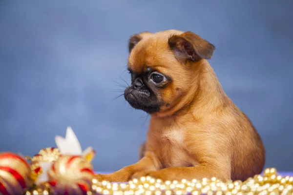 Bruksela Griffon Rasy Pies Kryty Portret — Zdjęcie stockowe