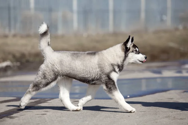 Siberiano Husky Retrato Aire Libre — Foto de Stock