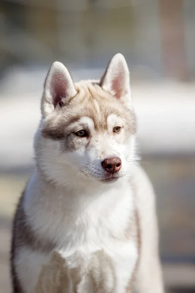 Ritratto All Aperto Husky Siberiano — Foto Stock