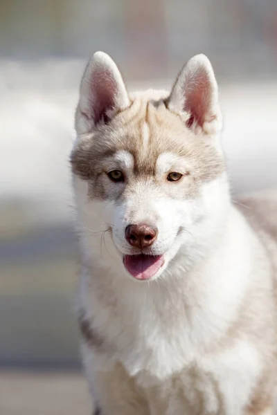 Szibériai Husky Kültéri Portré — Stock Fotó