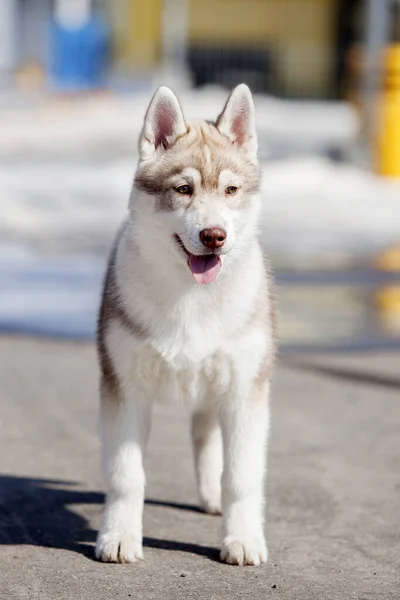 Siberiano Husky Livre Retrato — Fotografia de Stock