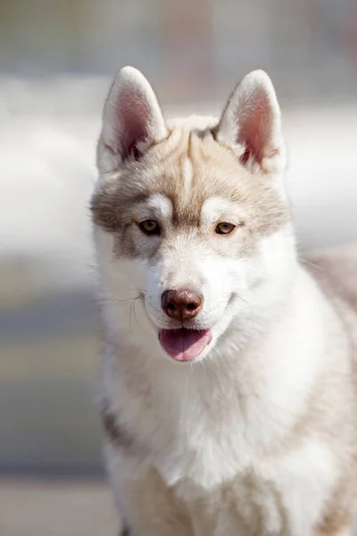 Siberian Husky Utomhus Porträtt — Stockfoto