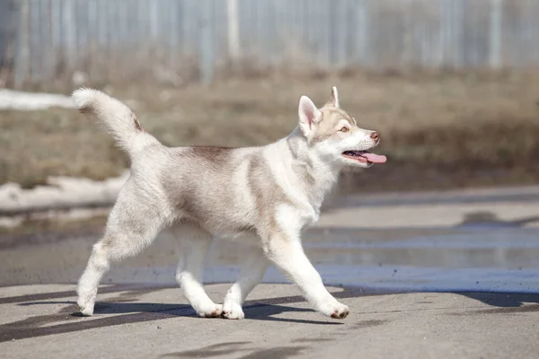 Siberian Husky Utomhus Porträtt — Stockfoto