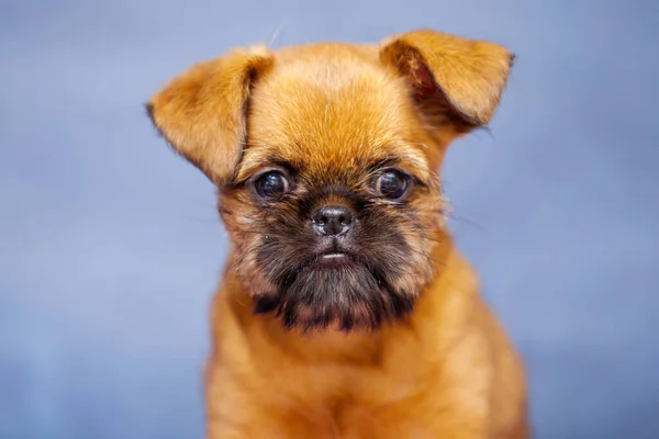 Bruxelas Griffon Raça Cão Interior Retrato — Fotografia de Stock