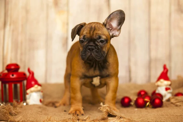 French Bulldog Indoor Portrait — Stock Photo, Image