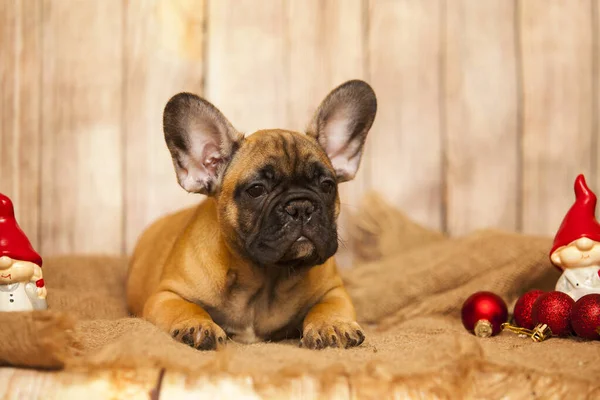 Niedliche Französische Bulldogge Mit Weihnachtsartikeln — Stockfoto