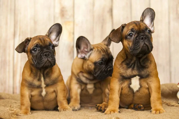 Filhotes Buldogue Francês Contra Fundo Madeira — Fotografia de Stock