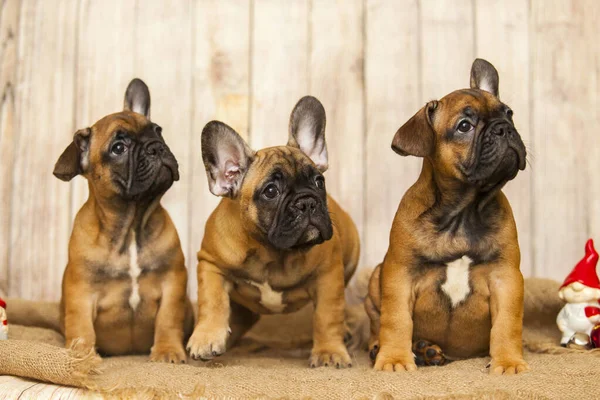 Filhotes Buldogue Francês Contra Fundo Madeira — Fotografia de Stock