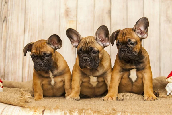 french bulldog puppies against wooden background