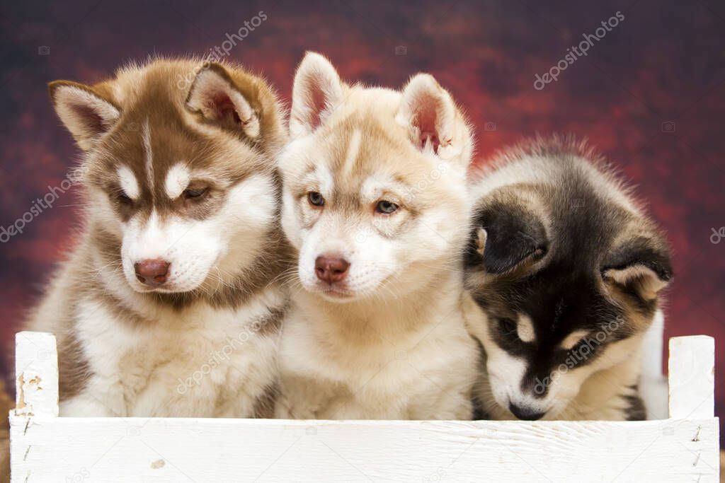 husky puppies in wooden box