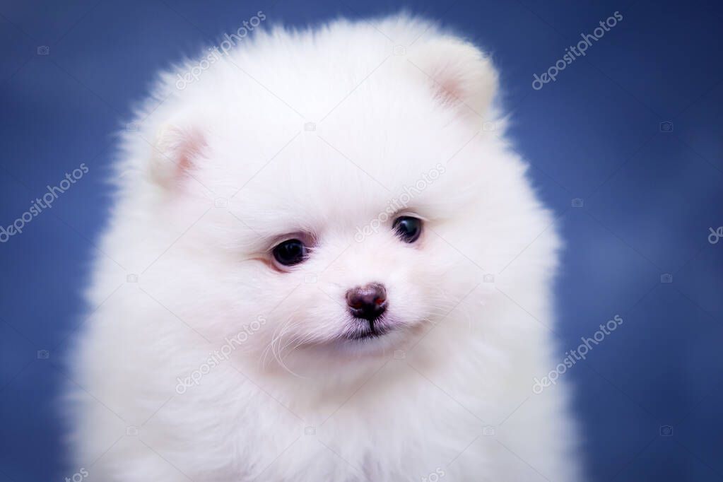 Cute white samoed puppy in the studio