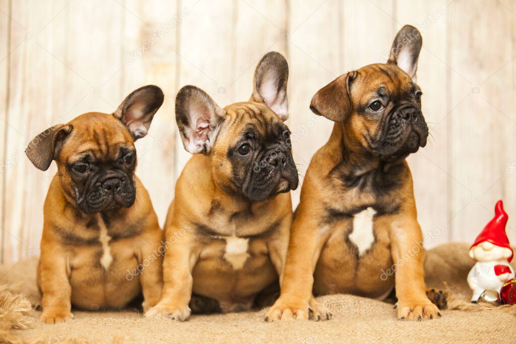 french bulldog puppies against wooden background