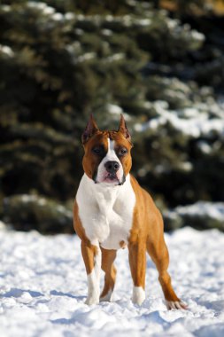 Kış Parkı 'nda Amerikan Personel Teriyeri