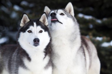 Şirin, iri yarı bir çift.