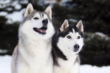 Şirin, iri yarı bir çift.