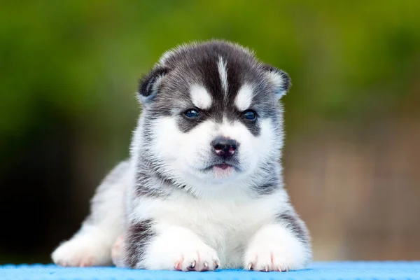 Siberian Husky Puppy Outdoors — Stock Photo, Image