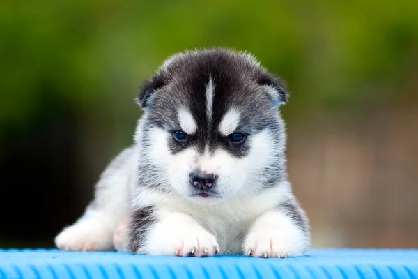 Siberiano Husky Cachorro Aire Libre —  Fotos de Stock