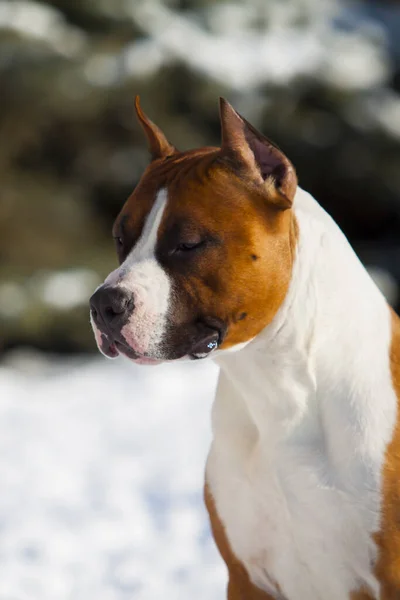 Amerykański Staffordshire Terrier Parku Zimowym — Zdjęcie stockowe