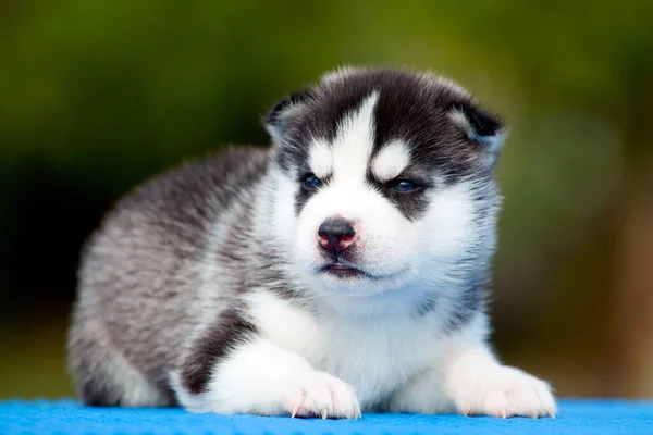 Cachorrinho Husky Siberiano Livre — Fotografia de Stock