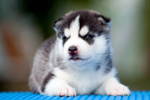 Siberische Husky Puppy Buiten — Stockfoto