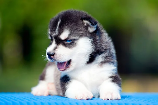 Siberian Husky Puppy Outdoors — Stock Photo, Image