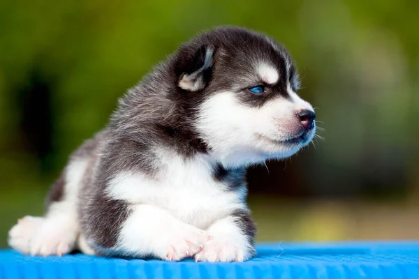 Chiot Husky Sibérie Extérieur — Photo