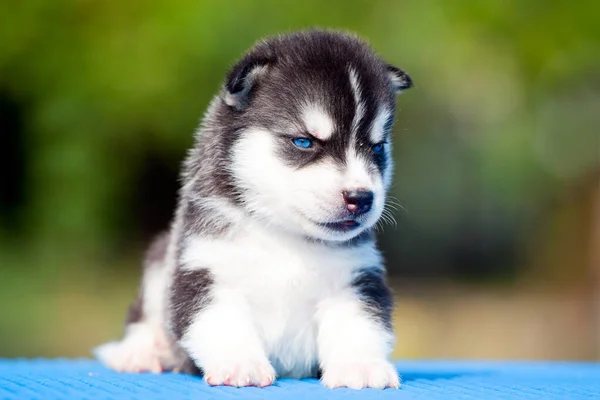 Siberische Husky Puppy Buiten — Stockfoto