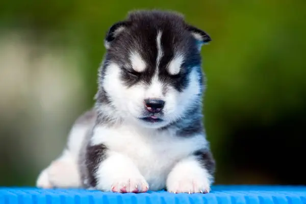 Siberiano Husky Cachorro Aire Libre — Foto de Stock