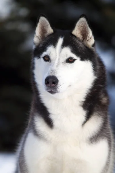 Imádnivaló Szibériai Husky Kutya Szabadban — Stock Fotó