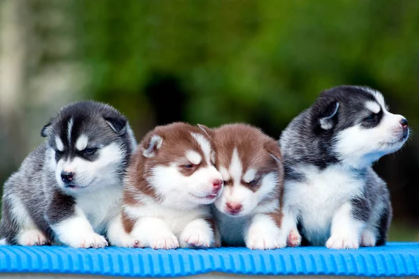 Close Adorable Husky Puppies — Stock Photo, Image