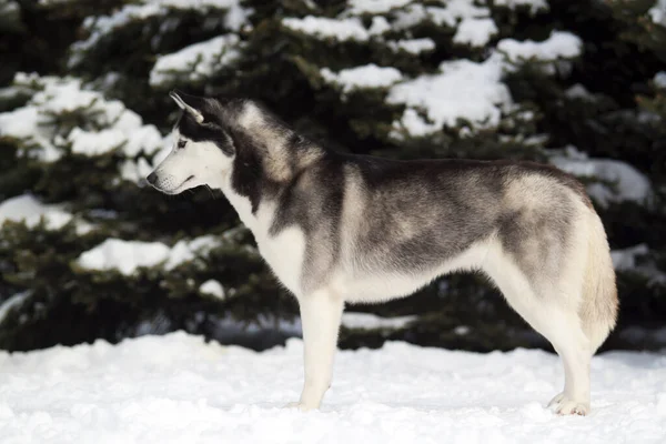 Rozkošný Sibiřský Husky Pes Venku — Stock fotografie