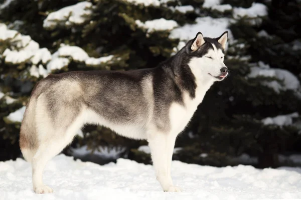 Uroczy Syberyjski Husky Pies Zewnątrz — Zdjęcie stockowe