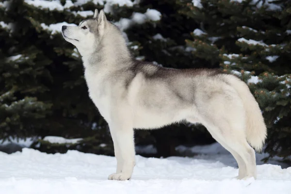 Adorabil Câine Husky Siberian Aer Liber — Fotografie, imagine de stoc