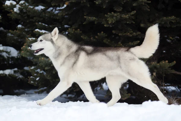 Schattige Siberische Husky Hond Buiten — Stockfoto