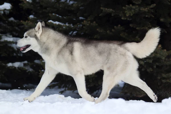 Rozkošný Sibiřský Husky Pes Venku — Stock fotografie