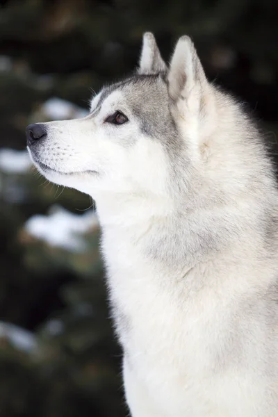 Imádnivaló Szibériai Husky Kutya Szabadban — Stock Fotó