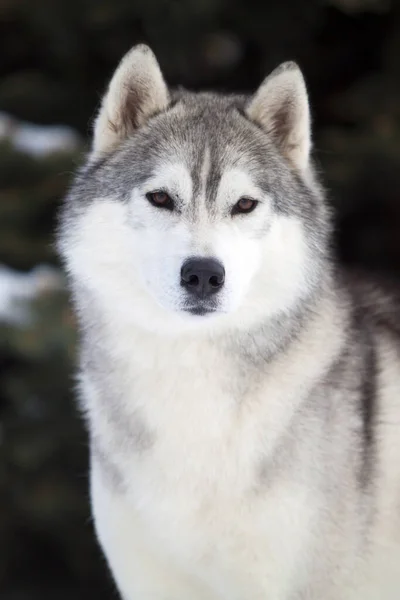 Adorável Cão Husky Siberiano Livre — Fotografia de Stock