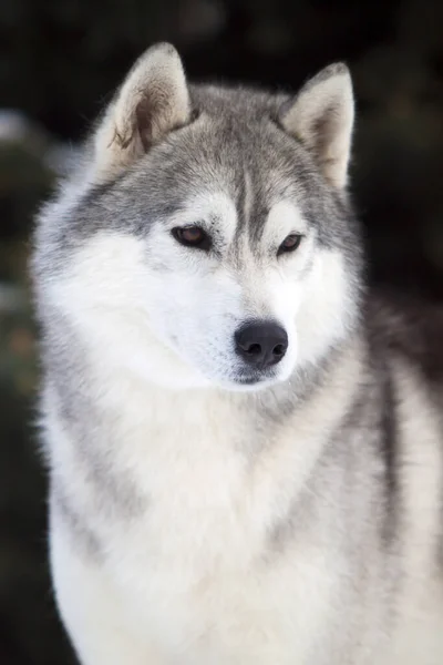 Tapılası Sibirya Köpeği Açık Havada — Stok fotoğraf