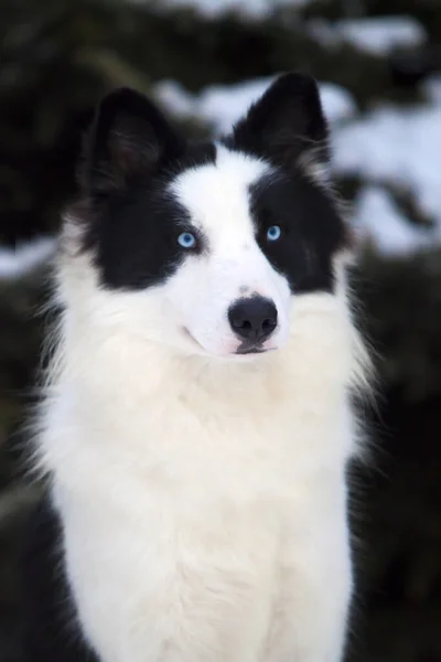 Avustralya çobanı kış parkında