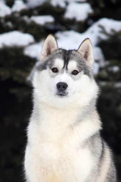 Rozkošný Sibiřský Husky Pes Venku — Stock fotografie