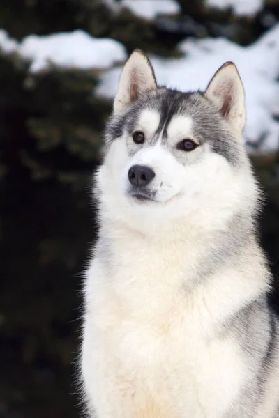 Adorable Chien Husky Sibérien Extérieur — Photo