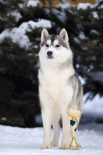 Adorable Perro Husky Siberiano Aire Libre —  Fotos de Stock