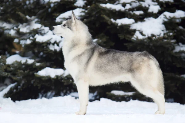 Uroczy Syberyjski Husky Pies Zewnątrz — Zdjęcie stockowe