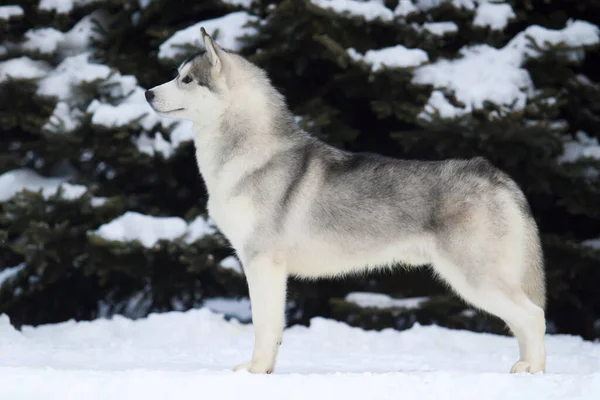 Bedårande Sibirisk Husky Hund Utomhus — Stockfoto