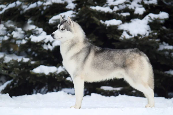 Adorabil Câine Husky Siberian Aer Liber — Fotografie, imagine de stoc