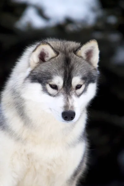 Schattige Siberische Husky Hond Buiten — Stockfoto